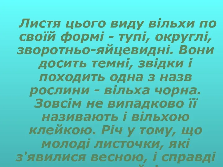 Листя цього виду вільхи по своїй формі - тупі, округлі, зворотньо-яйцевидні.