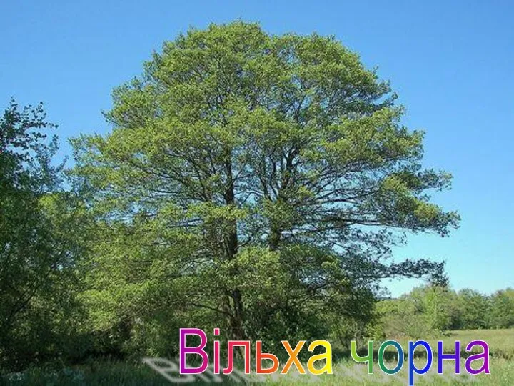 Вільха чорна