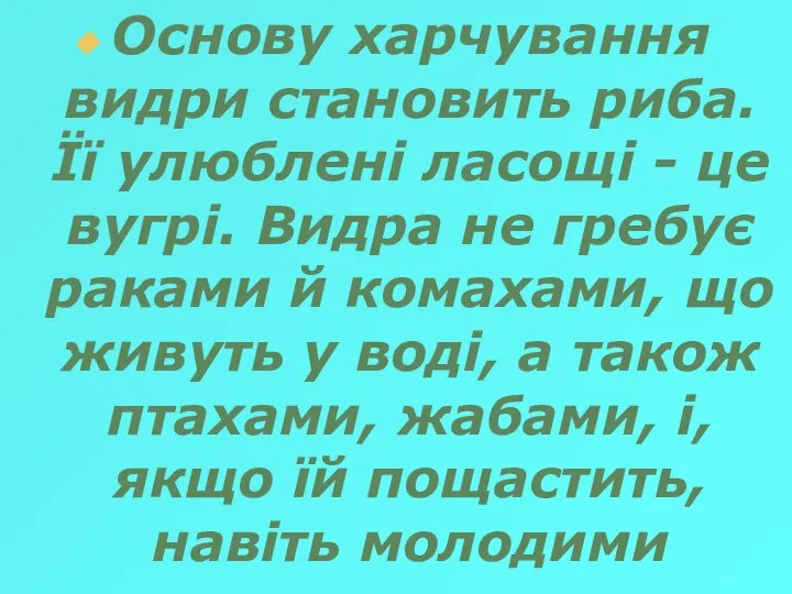 Основу харчування видри становить риба. Її улюблені ласощі - це вугрі.