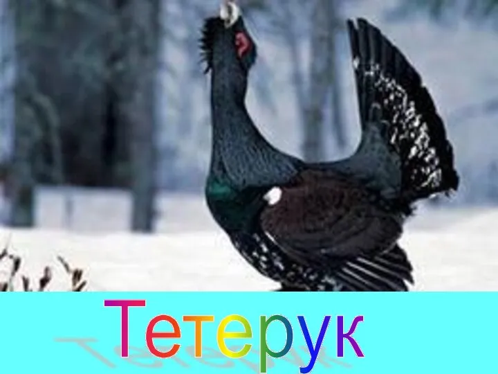 Тетерук