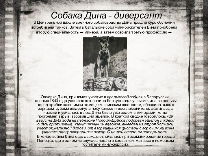 Собака Дина - диверсант Овчарка Дина, принимая участие в «рельсовой войне»