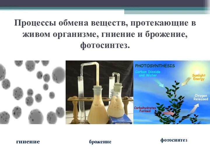 Процессы обмена веществ, протекающие в живом организме, гниение и брожение, фотосинтез. гниение брожение фотосинтез