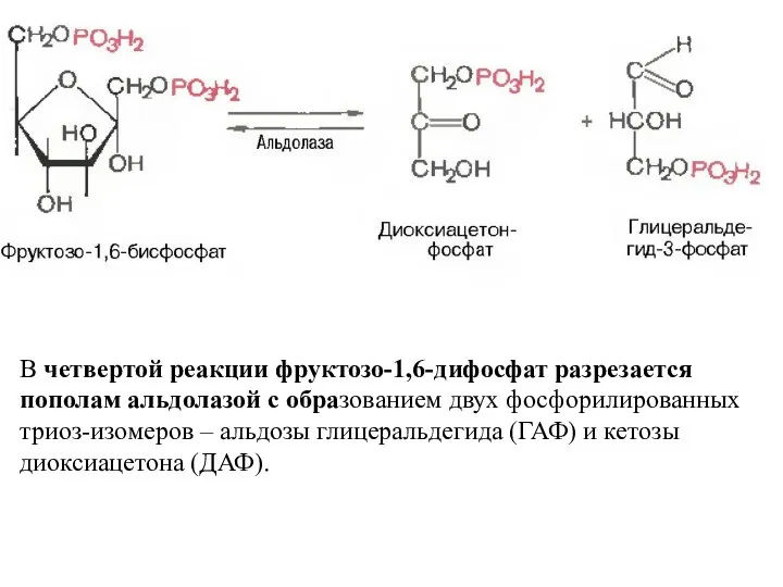 В четвертой реакции фруктозо-1,6-дифосфат разрезается пополам альдолазой с образованием двух фосфорилированных