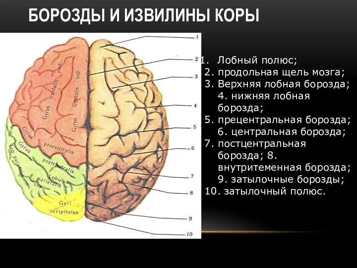 БОРОЗДЫ И ИЗВИЛИНЫ КОРЫ Лобный полюс; 2. продольная щель мозга; 3.