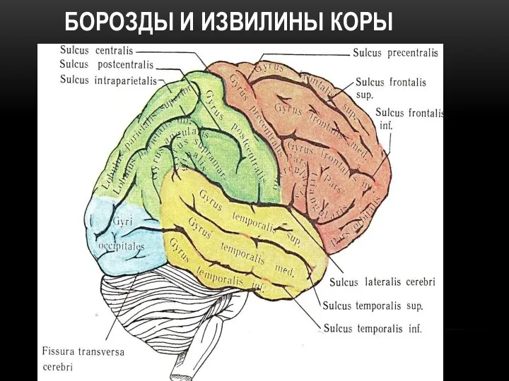 БОРОЗДЫ И ИЗВИЛИНЫ КОРЫ