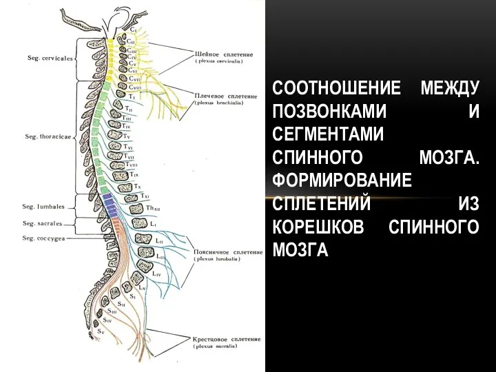 СООТНОШЕНИЕ МЕЖДУ ПОЗВОНКАМИ И СЕГМЕНТАМИ СПИННОГО МОЗГА. ФОРМИРОВАНИЕ СПЛЕТЕНИЙ ИЗ КОРЕШКОВ СПИННОГО МОЗГА