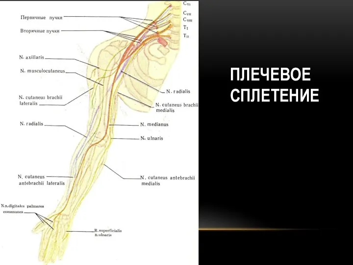 ПЛЕЧЕВОЕ СПЛЕТЕНИЕ