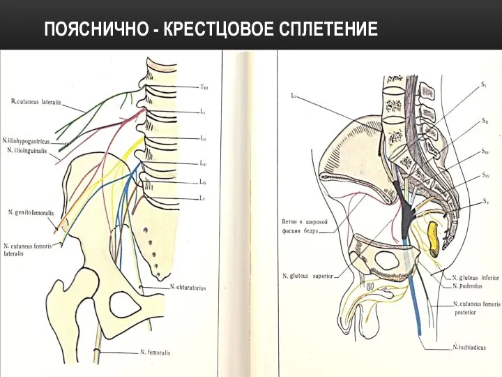 ПОЯСНИЧНО - КРЕСТЦОВОЕ СПЛЕТЕНИЕ