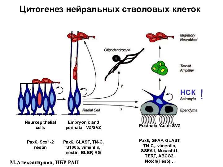 Цитогенез нейральных стволовых клеток НСК Neuroepithelial cells Pax6, Sox1-2 nestin Embryonic