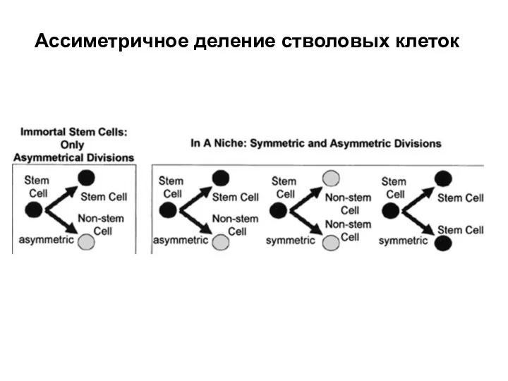 Ассиметричное деление стволовых клеток