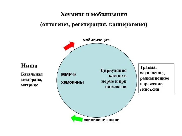 Хоуминг и мобилизация (онтогенез, регенерация, канцерогенез) ММР-9 хемокины Травма, воспаление, радиационное