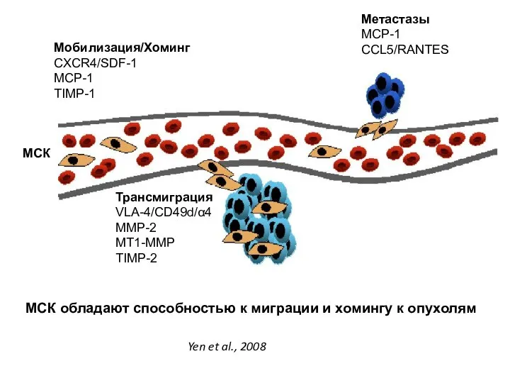 Мобилизация/Хоминг CXCR4/SDF-1 MCP-1 TIMP-1 Трансмиграция VLA-4/CD49d/α4 MMP-2 MT1-MMP TIMP-2 Метастазы MCP-1