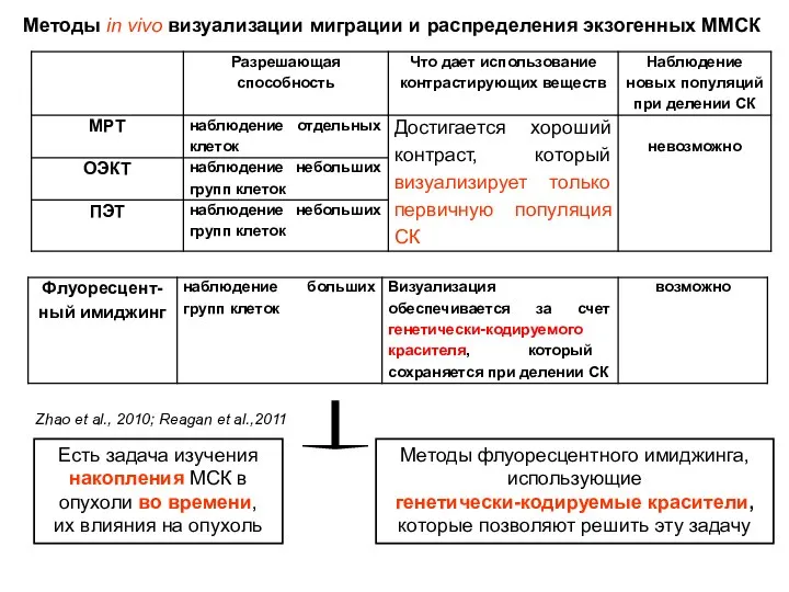 Методы in vivo визуализации миграции и распределения экзогенных ММСК Zhao et