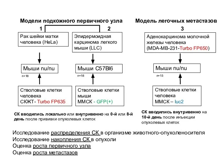 Стволовые клетки человека СКЖТ- Turbo FP635 Стволовые клетки мыши ММСК -