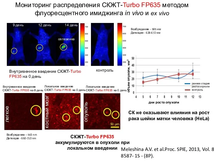 lung Мониторинг распределения СКЖТ-Turbo FP635 методом флуоресцентного имиджинга in vivo и