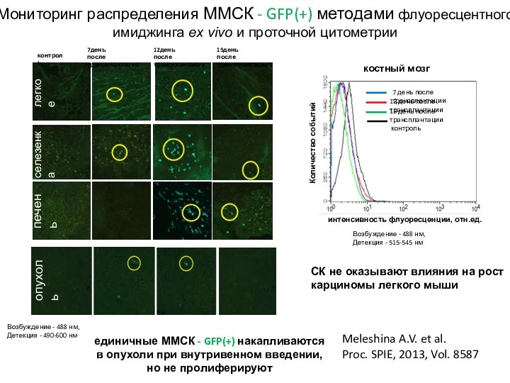 Мониторинг распределения ММСК - GFP(+) методами флуоресцентного имиджинга ex vivo и