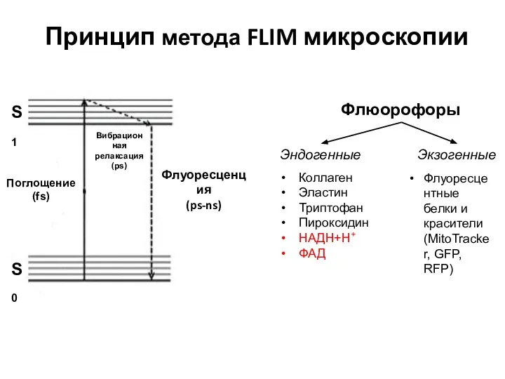 Принцип метода FLIM микроскопии