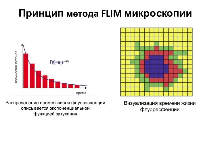 Принцип метода FLIM микроскопии Распределение времен жизни флуоресценции описывается экспоненциальной функцией затухания Визуализация времени жизни флуоресфенции