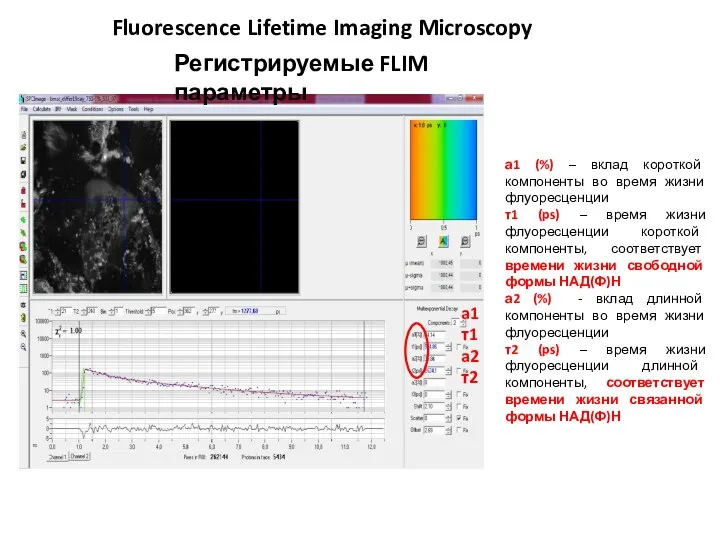 а1 (%) – вклад короткой компоненты во время жизни флуоресценции τ1