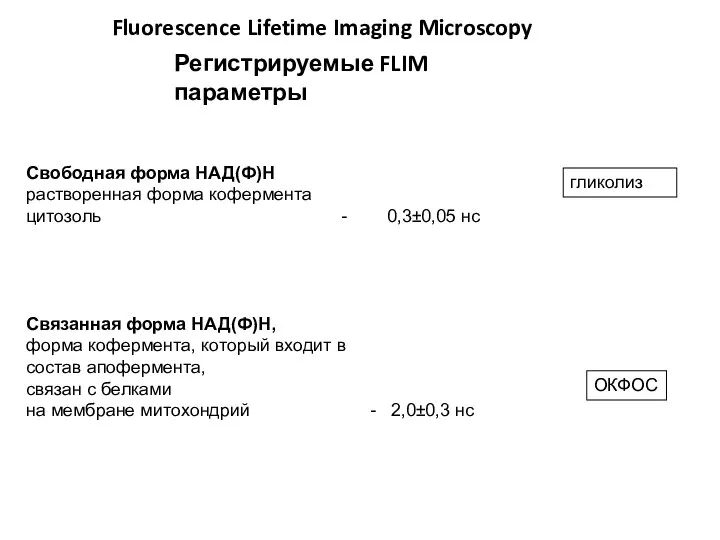 Fluorescence Lifetime Imaging Microscopy Регистрируемые FLIM параметры Свободная форма НАД(Ф)Н растворенная