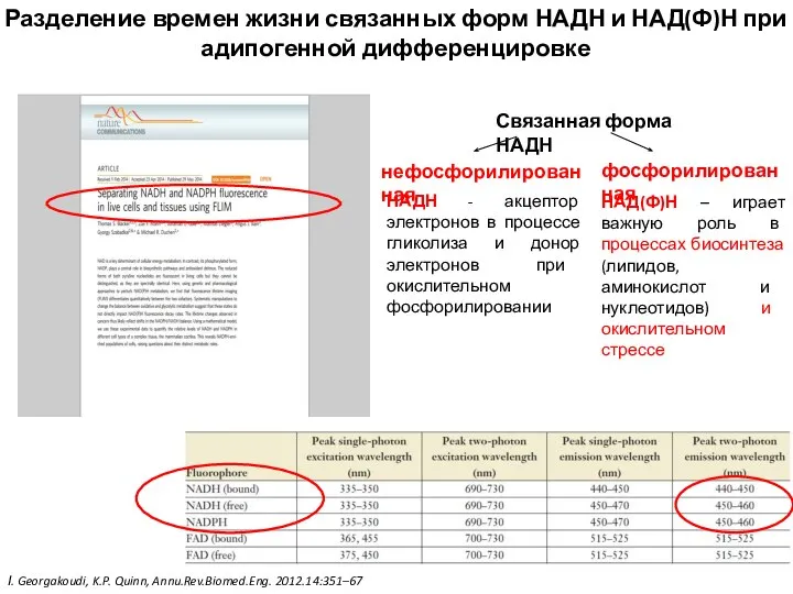 Разделение времен жизни связанных форм НАДН и НАД(Ф)Н при адипогенной дифференцировке