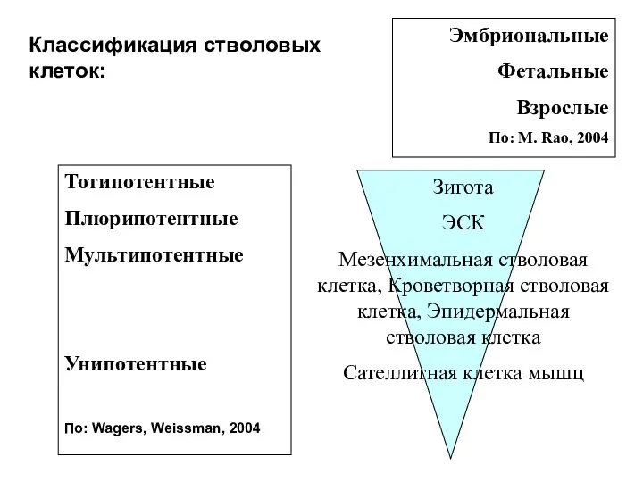 Тотипотентные Плюрипотентные Мультипотентные Унипотентные По: Wagers, Weissman, 2004 Зигота ЭСК Мезенхимальная