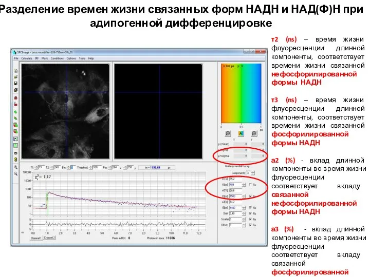 τ2 (ns) – время жизни флуоресценции длинной компоненты, соответствует времени жизни