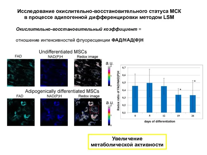 Увеличение метаболической активности Исследование окислительно-восстановительного статуса МСК в процессе адипогенной дифференцировки