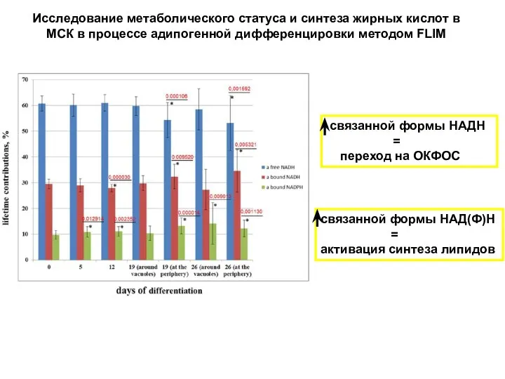 Исследование метаболического статуса и синтеза жирных кислот в МСК в процессе