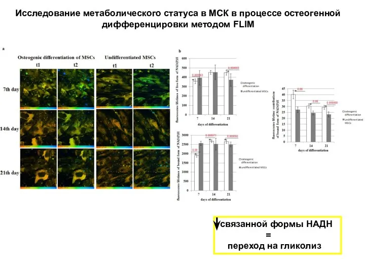 Исследование метаболического статуса в МСК в процессе остеогенной дифференцировки методом FLIM