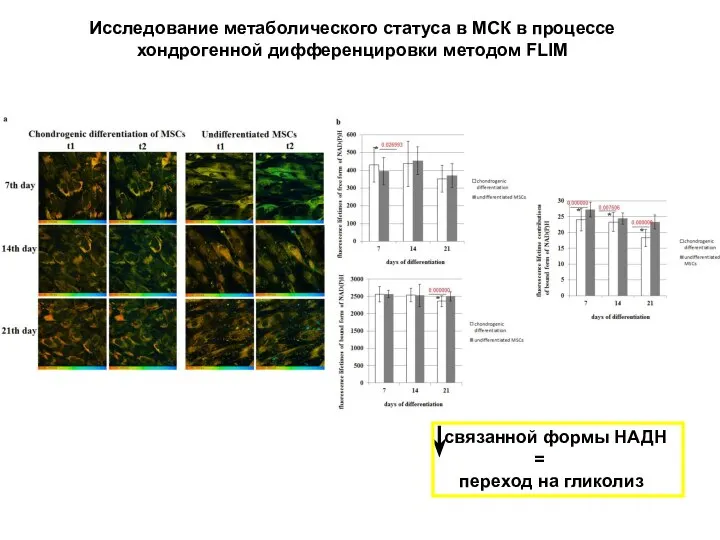 Исследование метаболического статуса в МСК в процессе хондрогенной дифференцировки методом FLIM