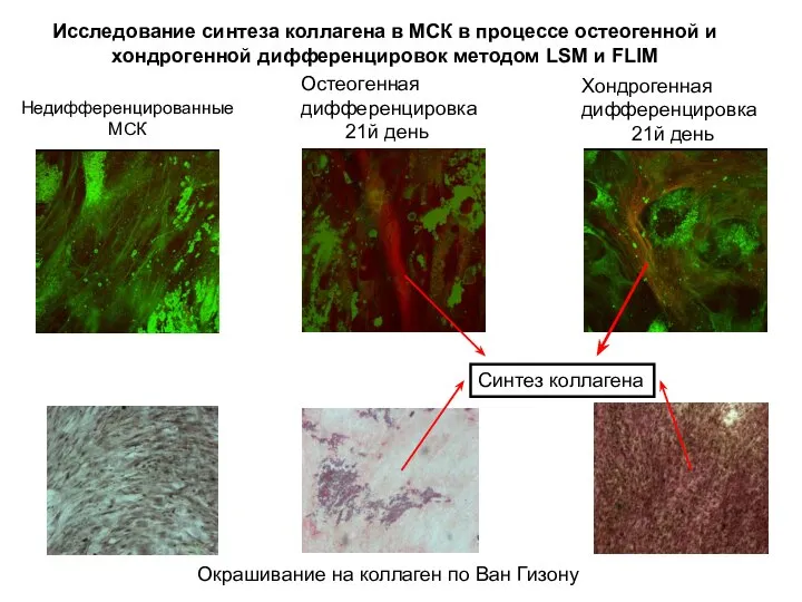 Исследование синтеза коллагена в МСК в процессе остеогенной и хондрогенной дифференцировок