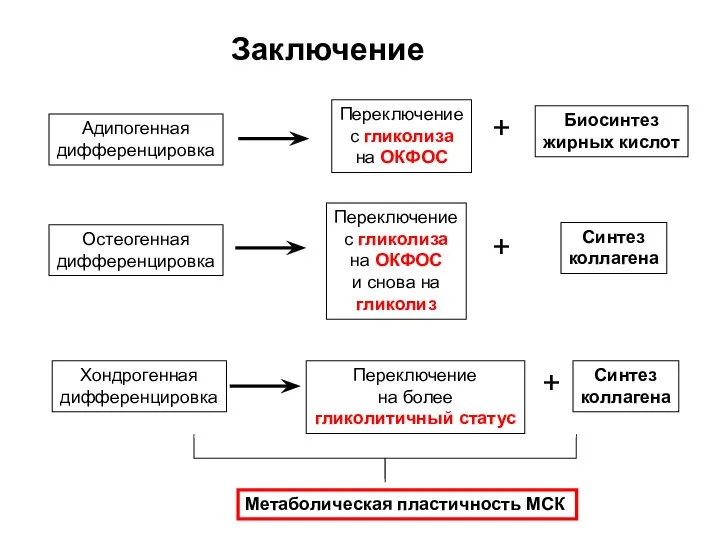 Заключение Хондрогенная дифференцировка Остеогенная дифференцировка Адипогенная дифференцировка Переключение с гликолиза на