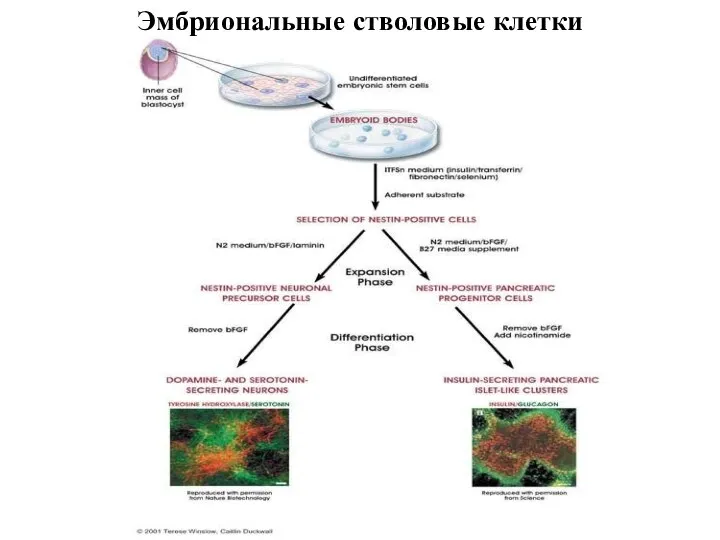 Эмбриональные стволовые клетки