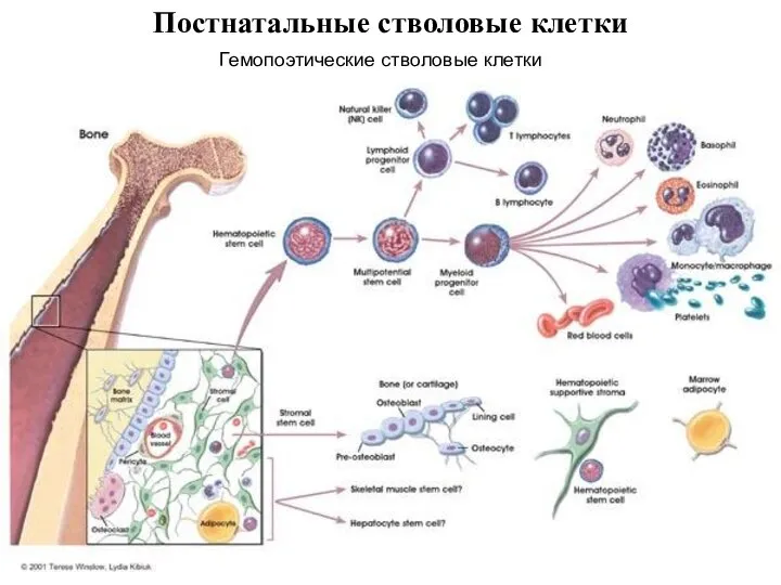 Постнатальные стволовые клетки Гемопоэтические стволовые клетки