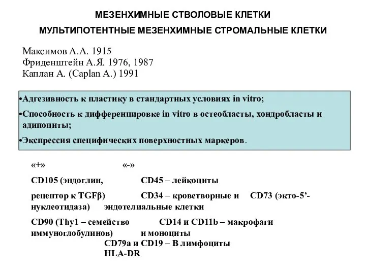 МЕЗЕНХИМНЫЕ СТВОЛОВЫЕ КЛЕТКИ МУЛЬТИПОТЕНТНЫЕ МЕЗЕНХИМНЫЕ СТРОМАЛЬНЫЕ КЛЕТКИ Максимов А.А. 1915 Фриденштейн