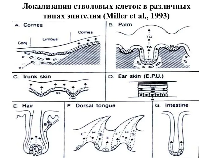 Локализация стволовых клеток в различных типах эпителия (Miller et al., 1993)