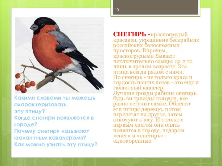 СНЕГИРЬ - красногрудый красавец, украшение бескрайних российских белоснежных просторов. Впрочем, красногрудыми