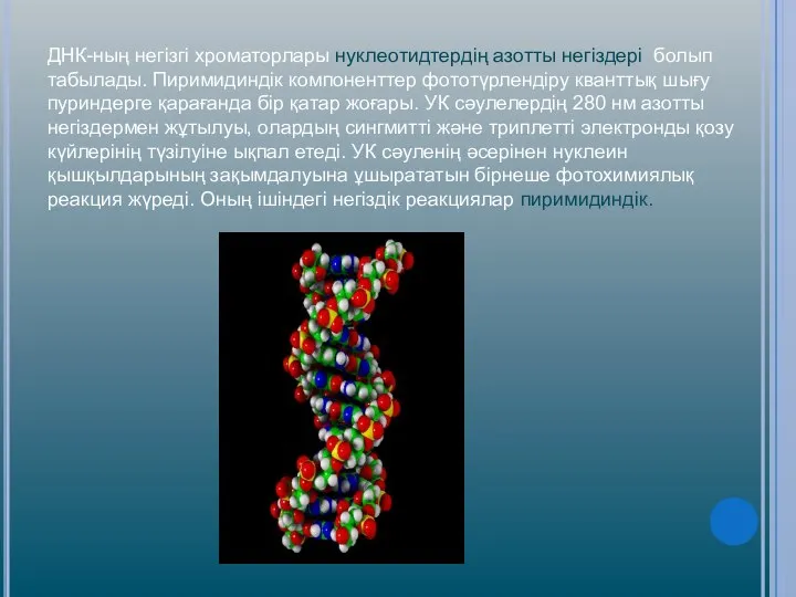 ДНК-ның негізгі хроматорлары нуклеотидтердің азотты негіздері болып табылады. Пиримидиндік компоненттер фототүрлендіру