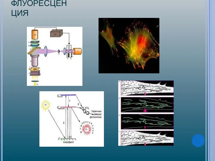 ФЛУОРЕСЦЕНЦИЯ