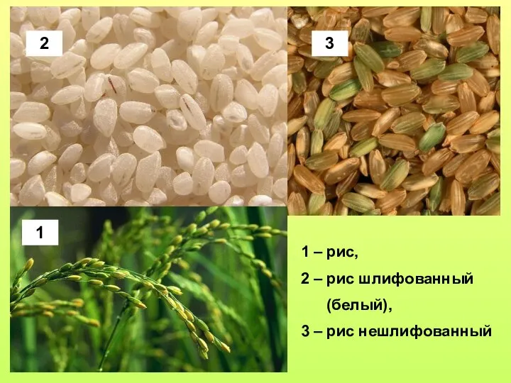 1 2 3 1 – рис, 2 – рис шлифованный (белый), 3 – рис нешлифованный