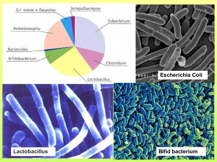 Lactobacillus Escherichia Coli Bifid bacterium