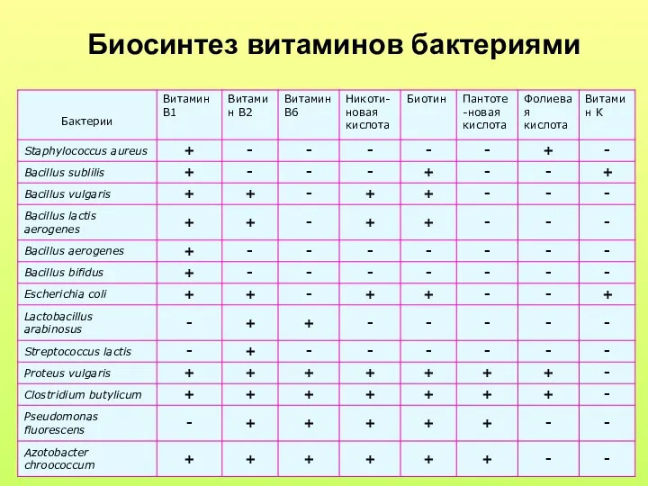 Биосинтез витаминов бактериями