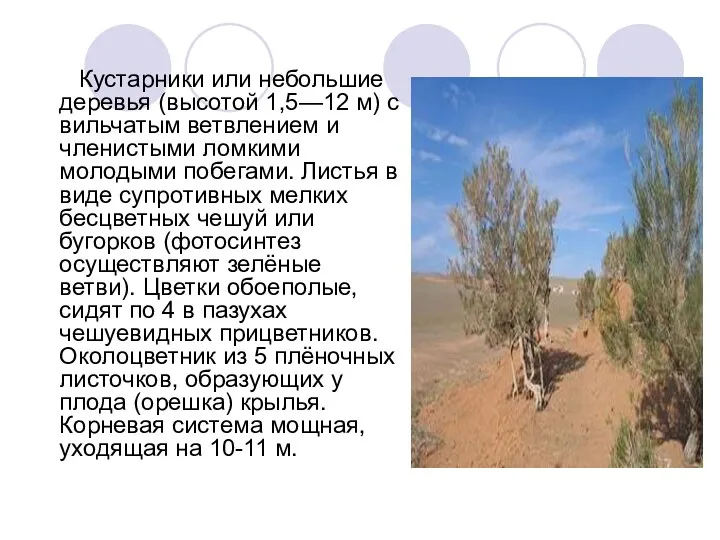 Кустарники или небольшие деревья (высотой 1,5—12 м) с вильчатым ветвлением и