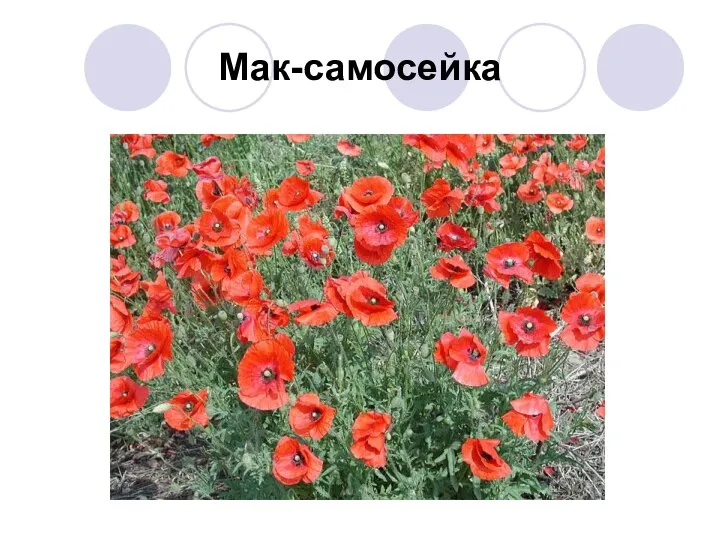 Мак-самосейка