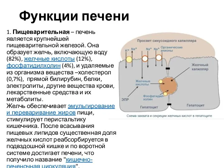 Функции печени 1. Пищеварительная – печень является крупнейшей пищеварительной железой. Она