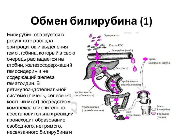 Обмен билирубина (1) Билирубин образуется в результате распада эритроцитов и выделения