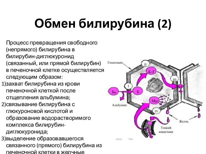 Обмен билирубина (2) Процесс превращения свободного (непрямого) билирубина в билирубин-диглюкуронид (связанный,