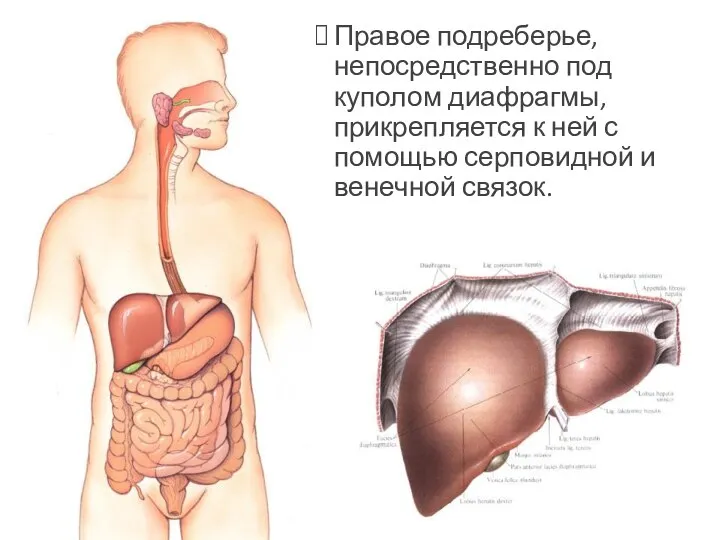 Правое подреберье, непосредственно под куполом диафрагмы, прикрепляется к ней с помощью серповидной и венечной связок.