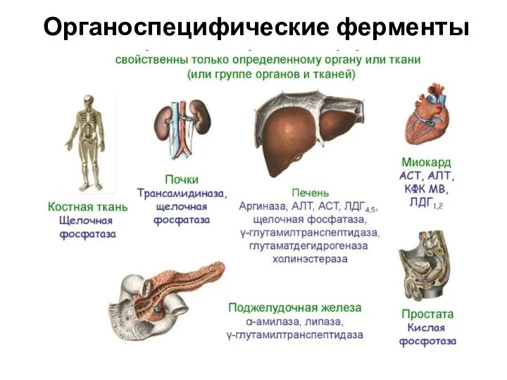 Органоспецифические ферменты